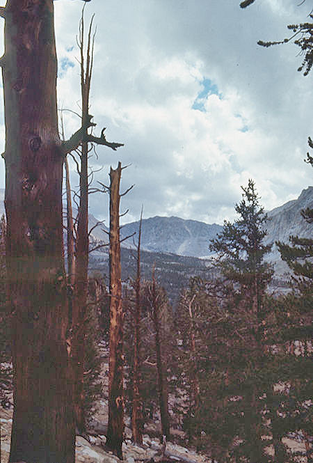 Burned trees and Mount Whitney from near Crabtree Meadows - 25 Aug 1971