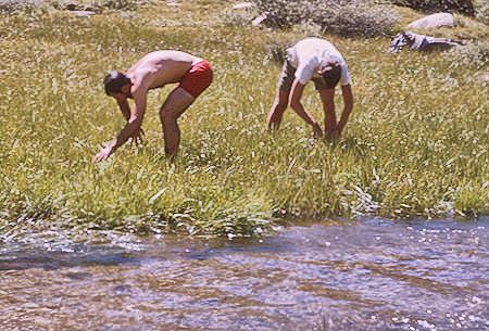 'rice pickers' at Whitney Creek - 20 Aug 1965