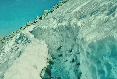Snow on trail down east side of Mount Whitney from Trail Crest - 24 Jul 1957 Snow on trail down east side of Mount Whitney from Trail Crest - 24 Jul 1957