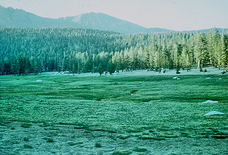Chagoopa Plateau Meadow at trail junction 3 miles from Moraine Lake - Sequoia National Park 20 Jul 1957