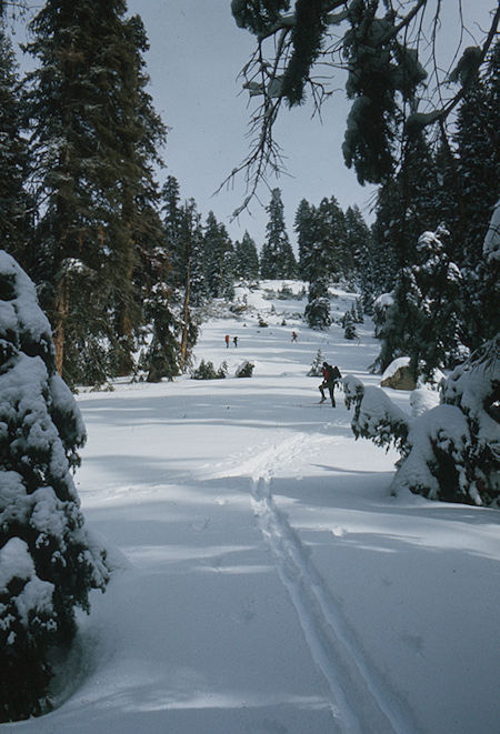 Sking up the hill on Pear Lake Ski Trail<br>Sequoia National Park - 1973 Sking up the hill on Pear Lake Ski Trail<br>Sequoia National Park - 1973