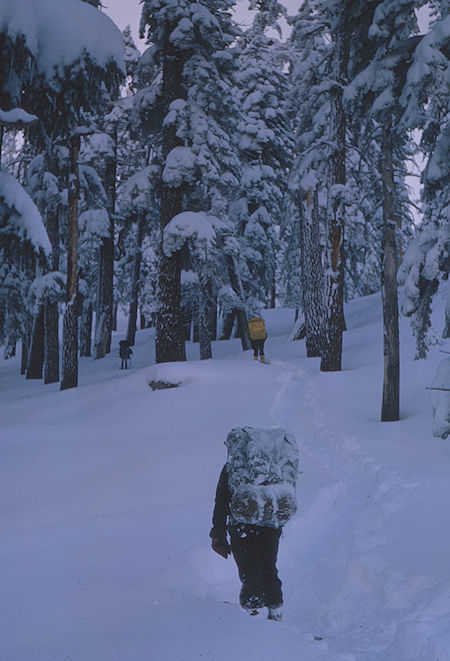 Snowshoeing on the Pear Lake Ski Trail near camp on ridge<br>Sequoia National Park 1964 Snowshoeing on the Pear Lake Ski Trail near camp on ridge<br>Sequoia National Park 1964