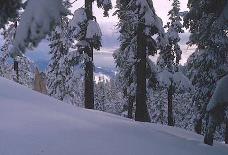 Clearing weather on the Pear Lake Ski Trail<br>Sequoia National Park 1964 Clearing weather on the Pear Lake Ski Trail<br>Sequoia National Park 1964