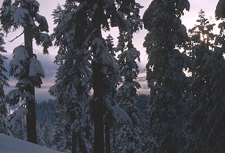 Clearing weather on the Pear Lake Ski Trail<br>Sequoia National Park 1964 Clearing weather on the Pear Lake Ski Trail<br>Sequoia National Park 1964