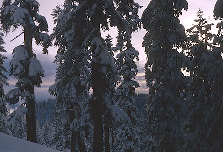 Clearing weather on the Pear Lake Ski Trail - Sequoia National Park 1964