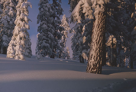 Last light near ridge camp on Pear Lake Ski Trail - Sequoia National Park 1964