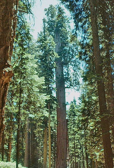 Jefferson Tree (9) in Giant Forest - Sequoia National Park 15-17 Jul 1957