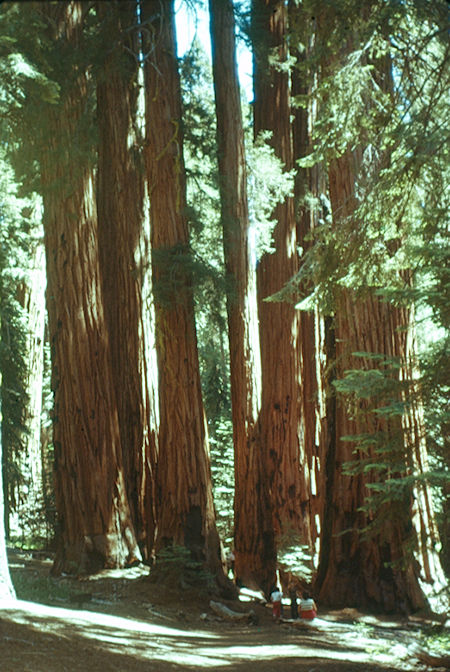 'The Senate Group' (13) of trees - Sequoia National Park 15-17 Jul 1957