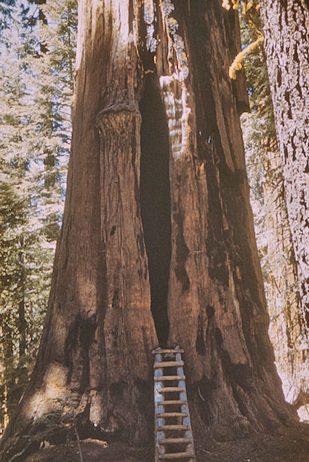 'The Room' tree (20) - Sequoia National Park 15-17 Jul 1957