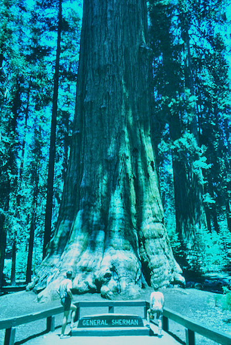 General Sherman Tree (1) - Sequoia National Park 02 Jun 1968