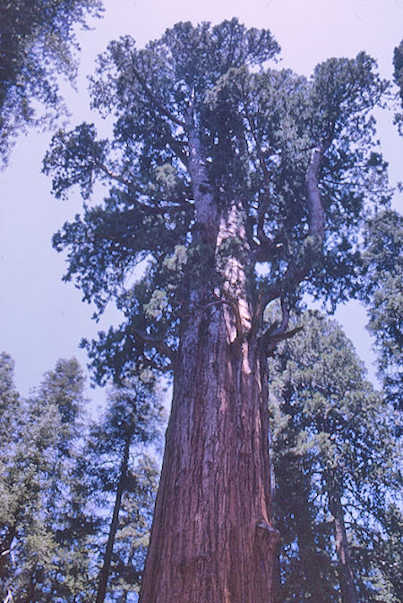 General Sherman Tree (1) - Sequoia National Park 02 Jun 1968