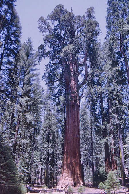 General Sherman Tree (1) - Sequoia National Park 02 Jun 1968