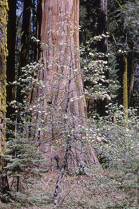 Dogwood - Sequoia National Park 02 Jun 1968 Dogwood - Sequoia National Park 02 Jun 1968
