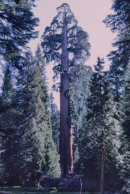 General Grant Tree (7) - Kings Canyon National Park 02 Jun 1968