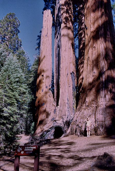 Grant Grove, David Henderson - Kings Canyon National Park 03 Jun 1968 Grant Grove, David Henderson - Kings Canyon National Park 03 Jun 1968