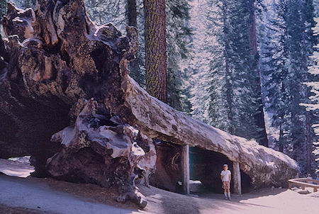 'Fallen Monarch Tree' (14) in Grant Grove, David Henderson - Kings Canyon National Park 02 Jun 1968 'Fallen Monarch Tree' (14) in Grant Grove, David Henderson - Kings Canyon National Park 02 Jun 1968