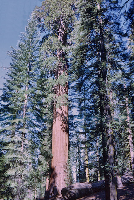 California Tree (12) in Grant Grove - Kings Canyon National Park 02 Jun 1968 California Tree (12) in Grant Grove - Kings Canyon National Park 02 Jun 1968