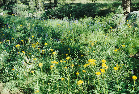 Flower Garden along West Walker River - Hoover Wilderness - Aug 1993