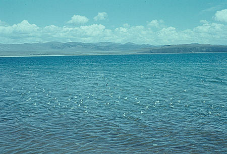California Gulls on Mono Lake - Aug 1959