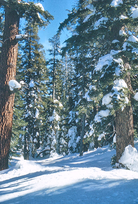 The forest near Mammoth Pass - Mammoth Lakes Basin 18 Feb 1973 The forest near Mammoth Pass - Mammoth Lakes Basin 18 Feb 1973