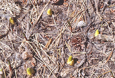 Spring bulbs on McGee Creek - John Muir Wilderness 15 May 1971