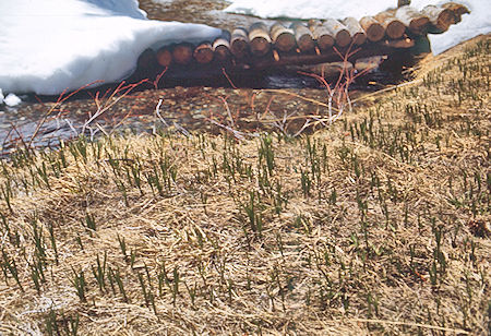 Spring grass on  McGee Creek - John Muir Wilderness 15 May 1971