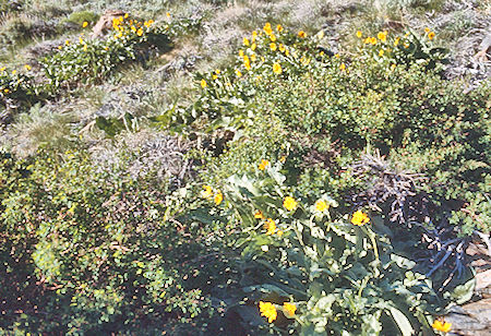 'Mule Ears' along McGee Creek - John Muir Wilderness 19 Jun 1971