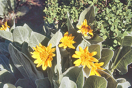 'Mule Ears' on McGee Creek - John Muir Wilderness 19 Jun 1971