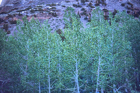 Aspens on McGee Creek - John Muir Wilderness 19 Jun 1971 Aspens on McGee Creek - John Muir Wilderness 19 Jun 1971