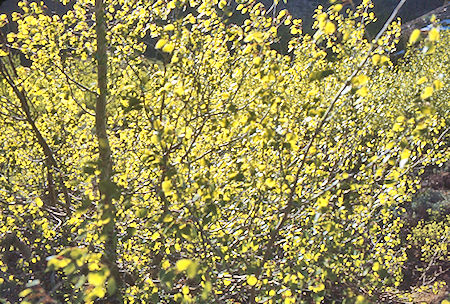 Aspens on McGee Creek - John Muir Wilderness 19 Jun 1971 Aspens on McGee Creek - John Muir Wilderness 19 Jun 1971