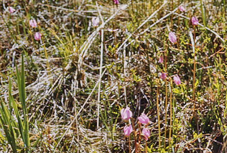 Flowers on McGee Creek - John Muir Wilderness 19 Jun 1971 Flowers on McGee Creek - John Muir Wilderness 19 Jun 1971