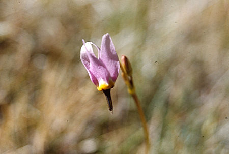 Flower on McGee Creek - John Muir Wilderness 19 Jun 1971 Flower on McGee Creek - John Muir Wilderness 19 Jun 1971