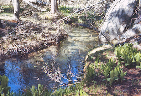 McGee Creek tributary - John Muir Wilderness 19 Jun 1971 McGee Creek tributary - John Muir Wilderness 19 Jun 1971