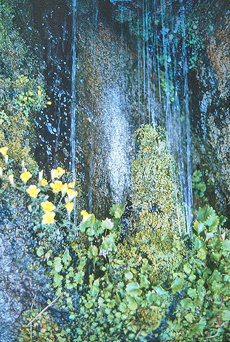 Rock garden on Seven Gables<br>John Muir Wilderness 07 Sep 1976 Rock garden on Seven Gables<br>John Muir Wilderness 07 Sep 1976