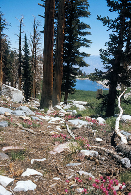 Split Mountain - John Muir Wilderness - Lower Red Lake 1975 Split Mountain - John Muir Wilderness - Lower Red Lake 1975