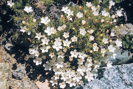 Split Mountain - John Muir Wilderness - Flowers along Red Mountain Creek 1975 Split Mountain - John Muir Wilderness - Flowers along Red Mountain Creek 1975