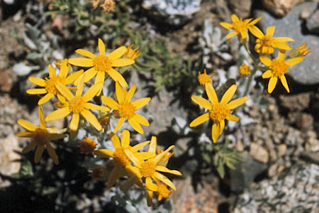 Split Mountain - John Muir Wilderness - Flowers along Red Mountain Creek 1975