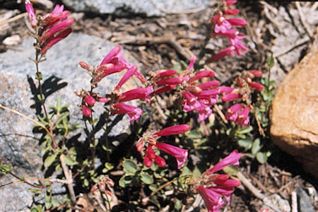 Split Mountain - John Muir Wilderness - Flowers along Red Mountain Creek 1975