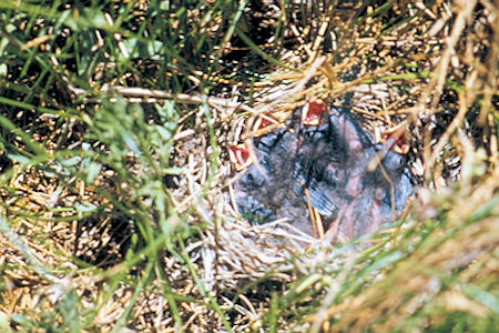 Mt. Tinemaha - John Muir Wilderness - Hungry birds along Red Mountain Creek