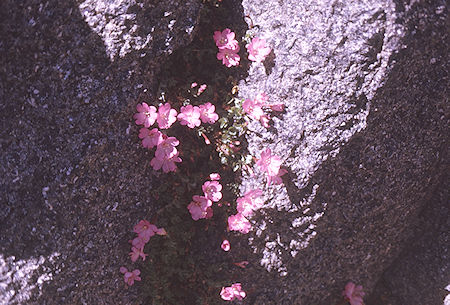 Flowers near Dragon Lake<br>Kings Canyon National Park 30 Aug 1970 Flowers near Dragon Lake<br>Kings Canyon National Park 30 Aug 1970
