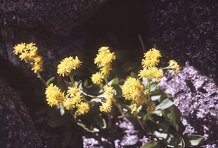 Flowers near Dragon Lake<br>Kings Canyon National Park 30 Aug 1970 Flowers near Dragon Lake<br>Kings Canyon National Park 30 Aug 1970