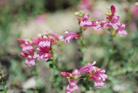 Flowers at Summit Creek camp - Emigrant Wilderness 1993