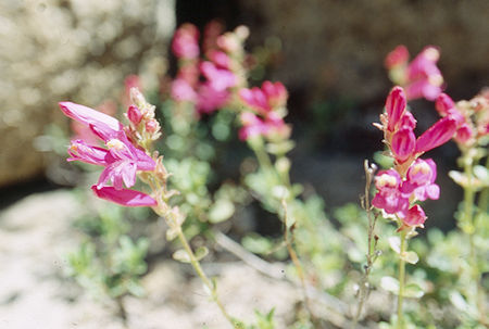 Flowers at Summit Creek camp - Emigrant Wilderness 1993