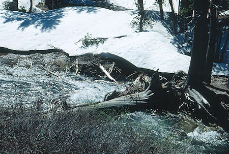 Logs across Summit Creek at camp two - Emigrant Wilderness 1993 Logs across Summit Creek at camp two - Emigrant Wilderness 1993