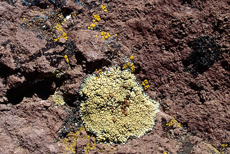 Lichen in volcanic rock near Lunch Meadow - Emigrant Wilderness 1993 Lichen in volcanic rock near Lunch Meadow - Emigrant Wilderness 1993