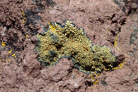 Lichen in volcanic rock near Lunch Meadow - Emigrant Wilderness 1993