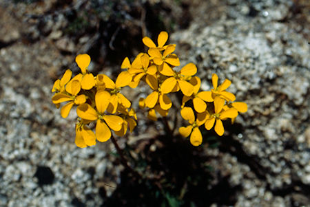 Flower at Lunch Meadow - Emigrant Wilderness 1993