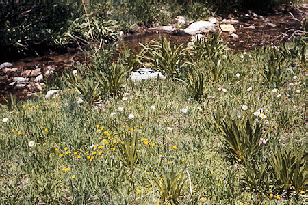 Sierra Nevada - John Muir Wilderness - Flowers above Sawmill Lake 1972 Sierra Nevada - John Muir Wilderness - Flowers above Sawmill Lake 1972