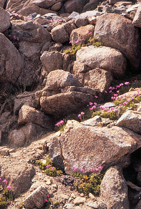 Sierra Nevada - John Muir Wilderness - Flowers on Sawmill Pass Trail 1972 Sierra Nevada - John Muir Wilderness - Flowers on Sawmill Pass Trail 1972