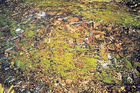 Sierra Nevada - Kings Canyon National Park - Stream moss 1975 Sierra Nevada - Kings Canyon National Park - Stream moss 1975